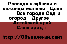 Рассада клубники и саженцы малины › Цена ­ 10 - Все города Сад и огород » Другое   . Алтайский край,Славгород г.